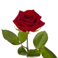 Odd Jostein Svegård